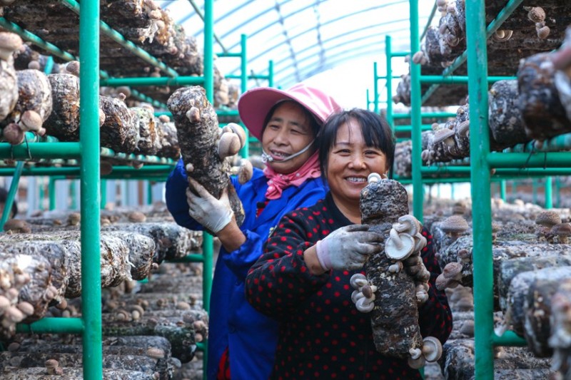 河南光山：小花菇撑开“致富伞”