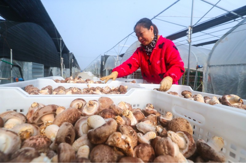 河南光山：小花菇撑开“致富伞”