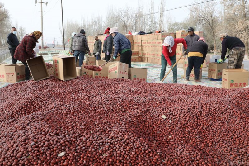 新疆阿拉尔：红枣丰收 分级销售