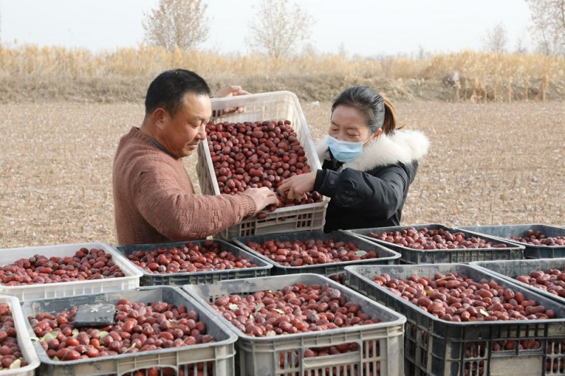 新疆阿拉尔：红枣丰收 分级销售