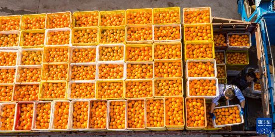 湖北秭归：冬季脐橙丰收上市