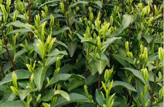 福鼎市联手碳氢科技打造碳氢茶产业 推动乡村振兴