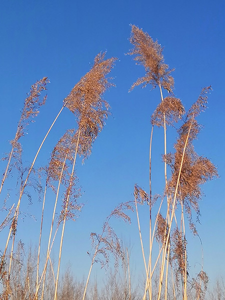 李月手机拍——冬阳芦苇