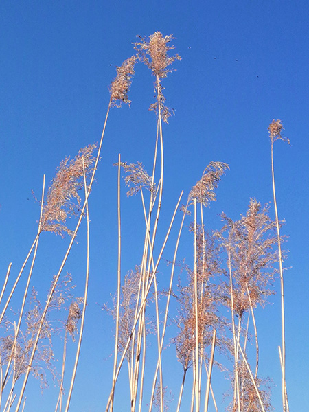 李月手机拍——冬阳芦苇