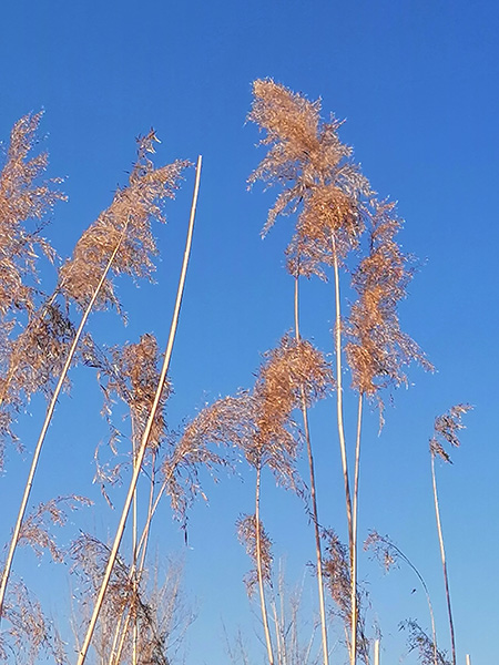 李月手机拍——冬阳芦苇