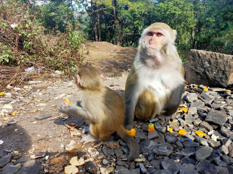 猴子的乐趣——沉沙摄影