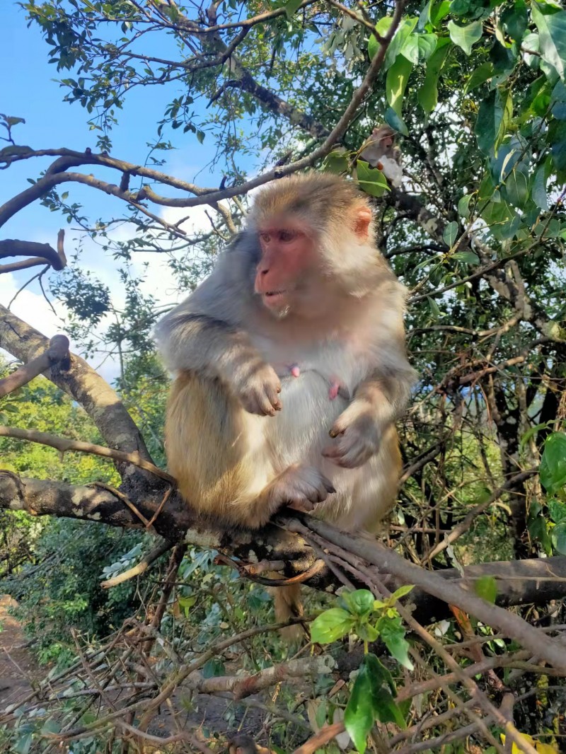 猴子的乐趣——沉沙摄影