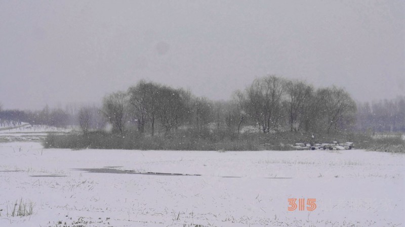 笑琰摄影：春雪野鸭图