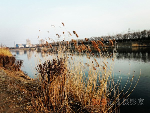 李月手机拍图——又见芦苇夕阳红