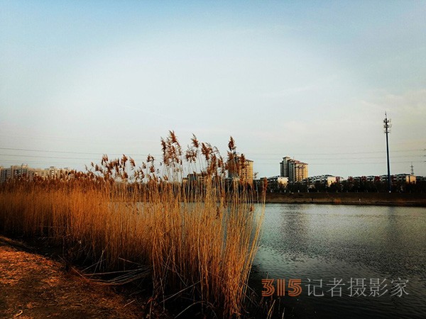 李月手机拍图——又见芦苇夕阳红