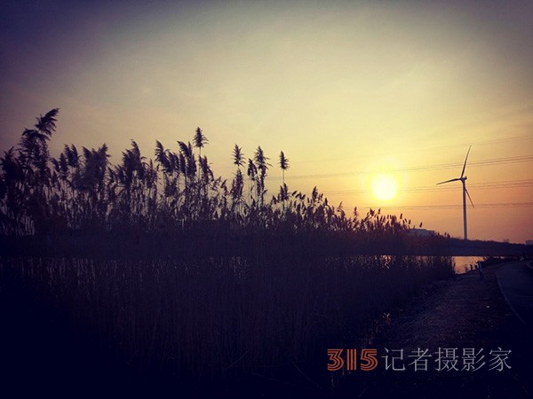 李月手机拍图——又见芦苇夕阳红