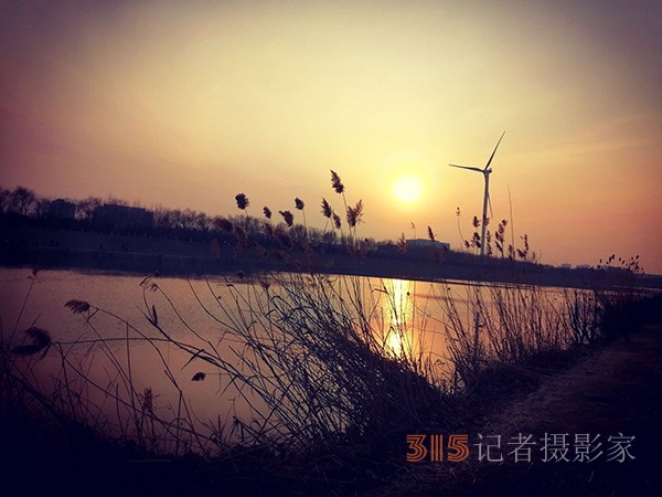 李月手机拍图——又见芦苇夕阳红