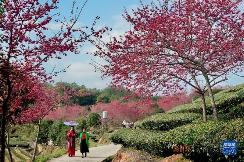 福建武夷山：茶园樱花开 不负春光美