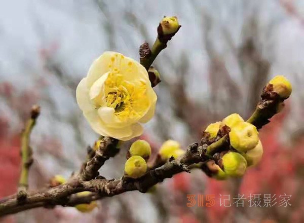 盱眙春梅开——周家鸿手机拍图