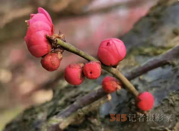 盱眙春梅开——周家鸿手机拍图