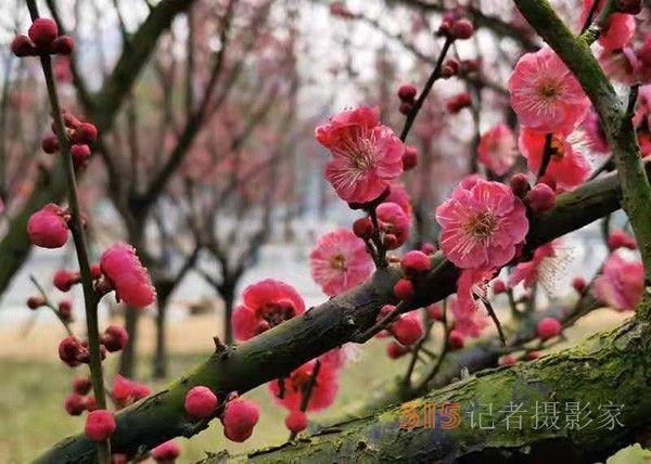 盱眙春梅开——周家鸿手机拍图