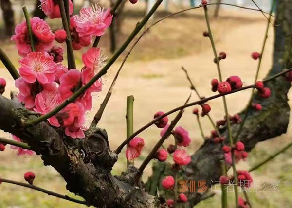 盱眙春梅开——周家鸿手机拍图