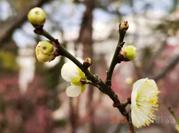 盱眙春梅开——周家鸿手机拍图