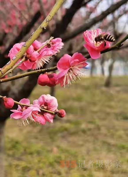 盱眙春梅开——周家鸿手机拍图