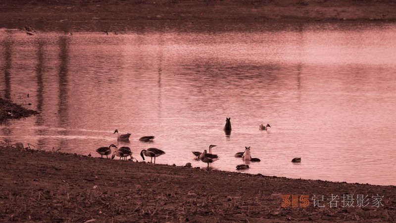 大雁——靳新国拍于北京南海子郊野公园