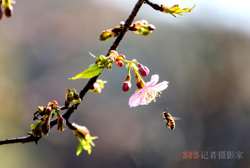 江西武宁：万株樱花绽放 静待游客赏花