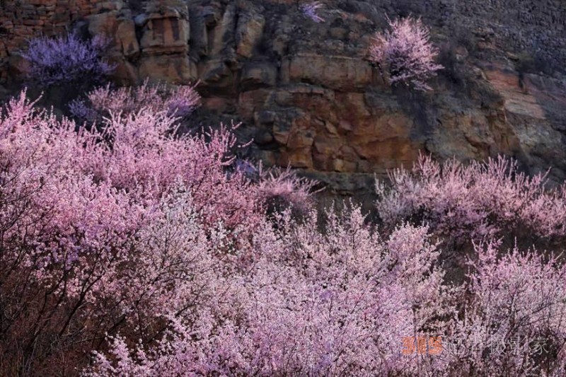 河南陕州：山桃花开妆点十里山谷