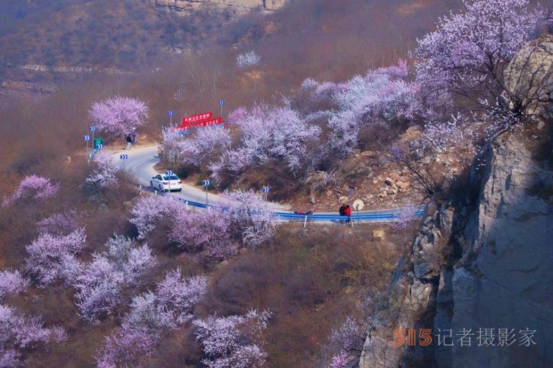 河南陕州：山桃花开妆点十里山谷