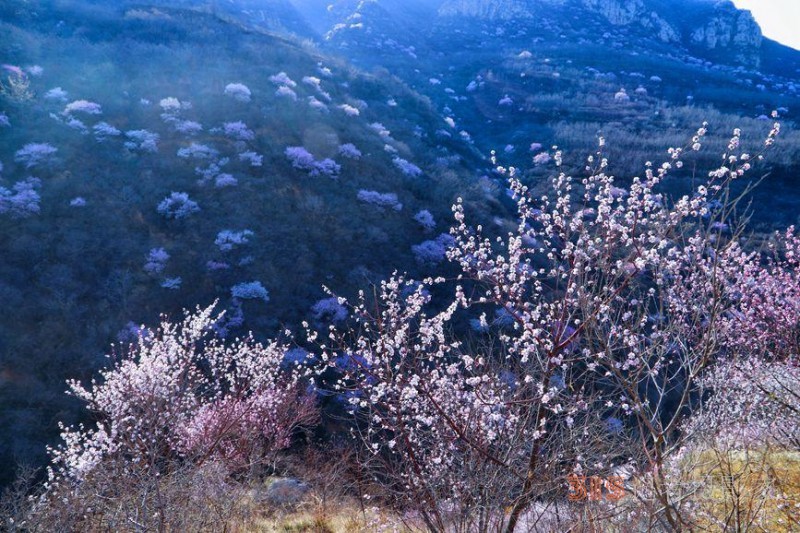 河南陕州：山桃花开妆点十里山谷