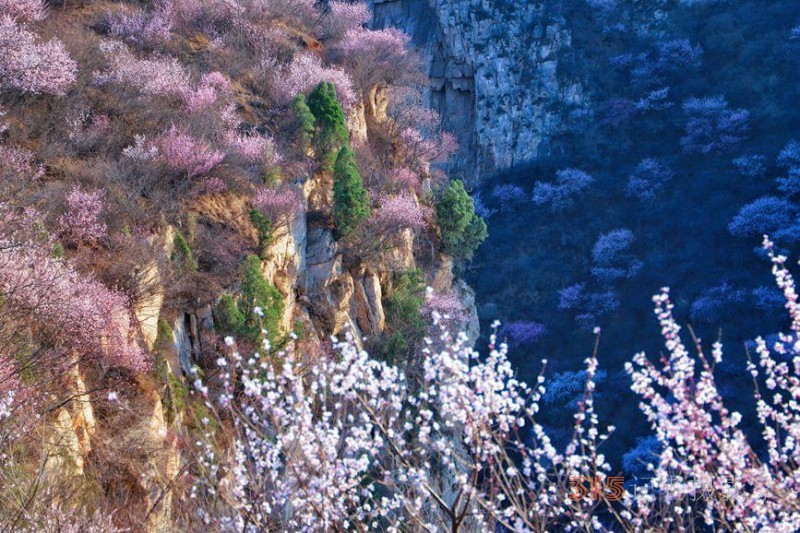 河南陕州：山桃花开妆点十里山谷