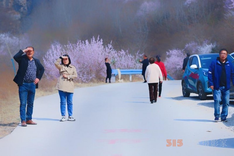 河南陕州：山桃花开妆点十里山谷