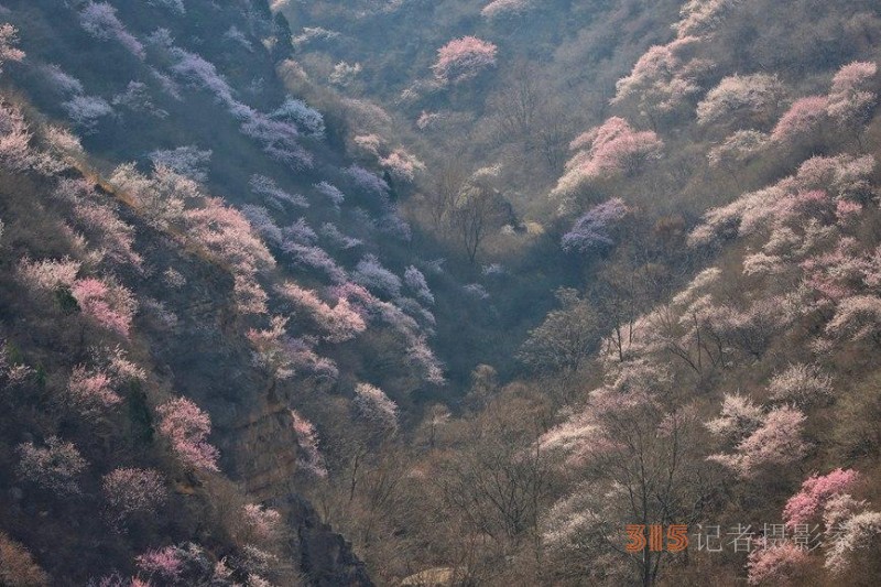 河南陕州：山桃花开妆点十里山谷