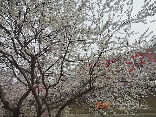 十里堡山桃花