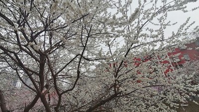 十里堡山桃花——李月手机拍图