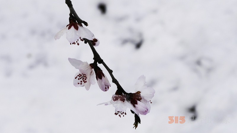 春雪山桃