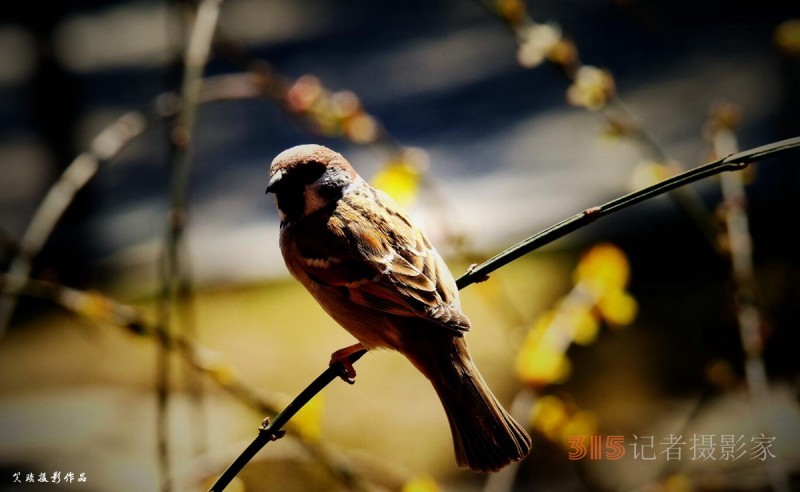 笑琰摄影：春天的麻雀