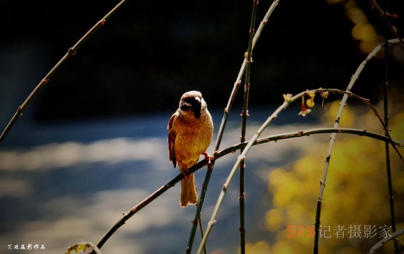 笑琰摄影：春天的麻雀