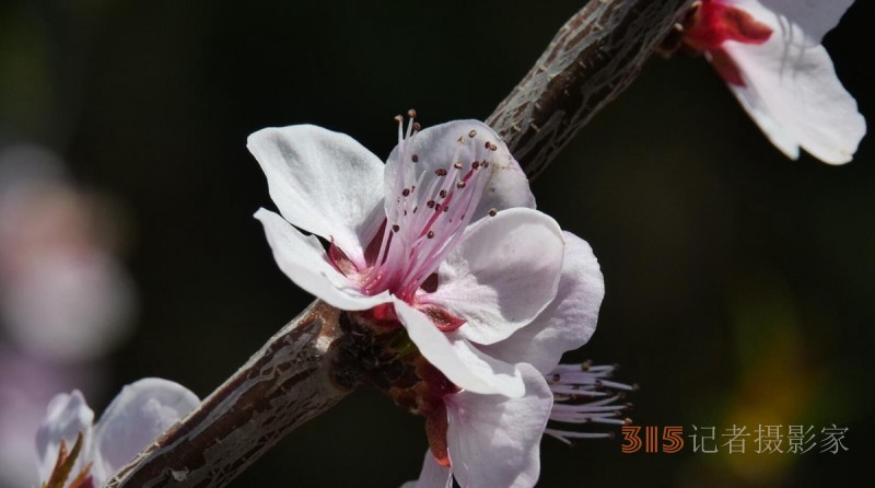 春花灿烂：笑琰摄