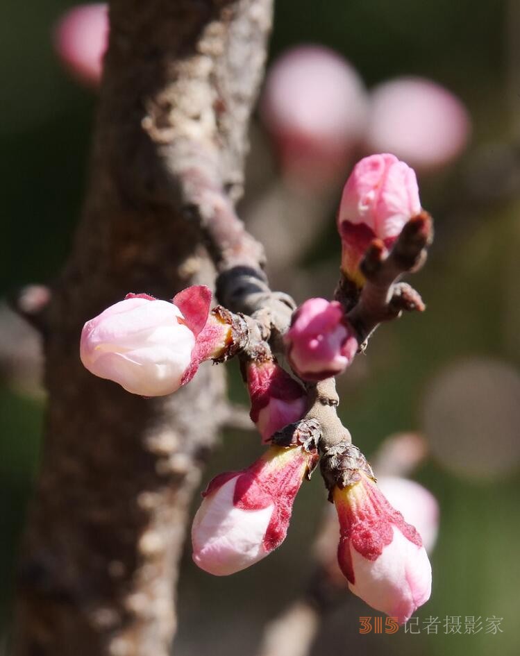 春花灿烂：笑琰摄