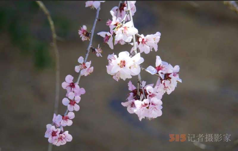 春花灿烂：笑琰摄