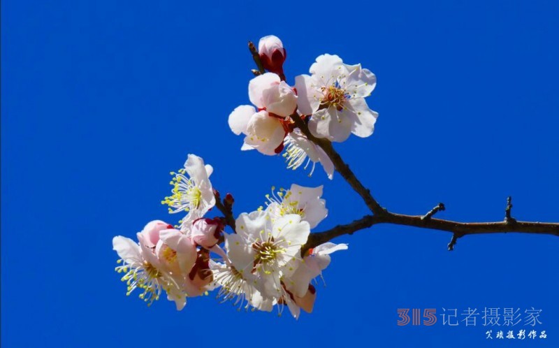 春花灿烂：笑琰摄