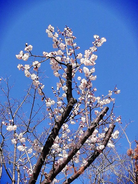 处处皆春色 园园绽百花