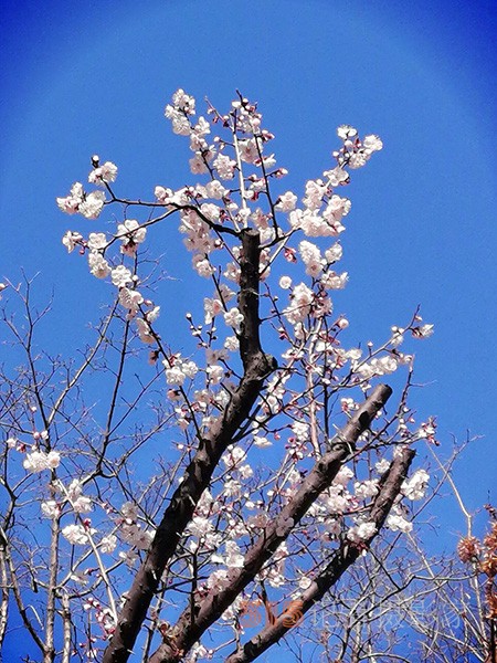 处处皆春色 园园绽百花