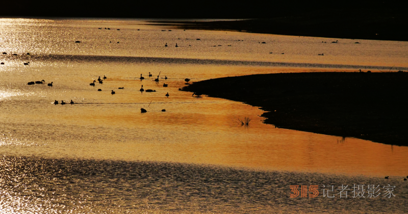靳新国（笑琰)摄影：南海子公园大雁和白天鹅