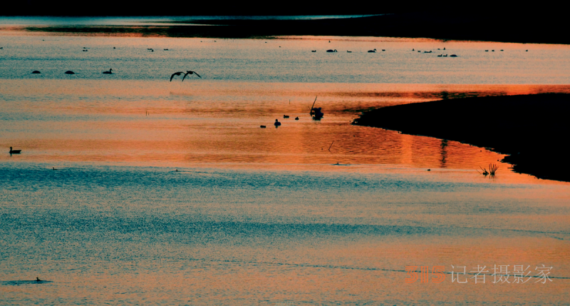 靳新国（笑琰)摄影：南海子公园大雁和白天鹅