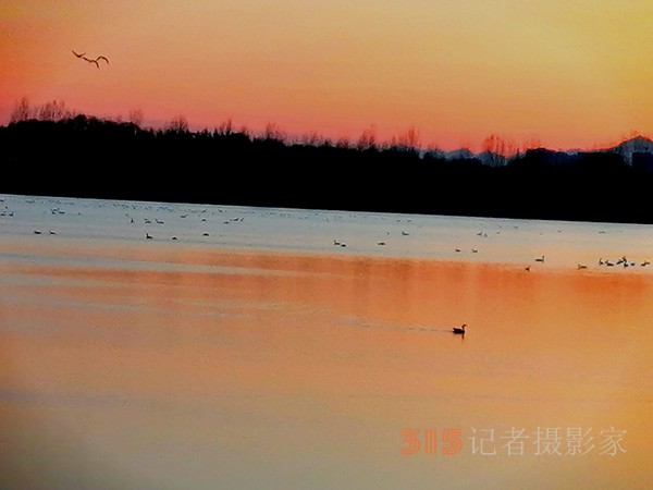 春日夕阳下的大雁天鹅