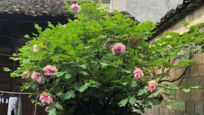 江西广丰：明代牡丹 惊艳五百余年