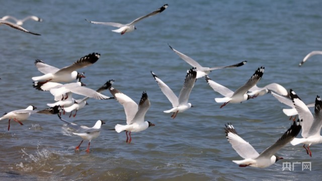 碧波荡漾 青海湖迎来开湖季