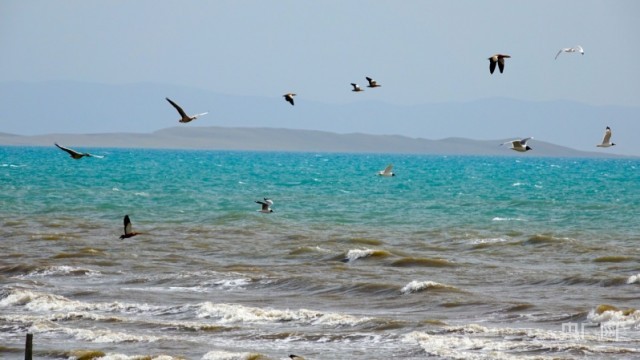 碧波荡漾 青海湖迎来开湖季