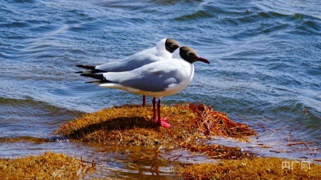 碧波荡漾 青海湖迎来开湖季