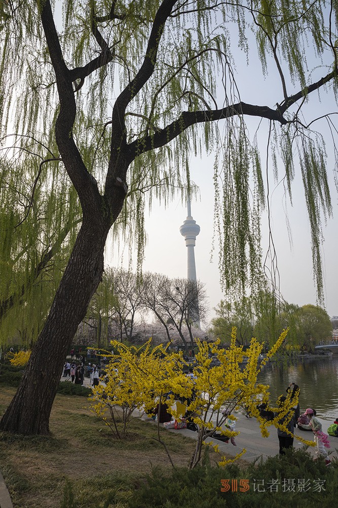 张建华摄影——花开玉渊潭 游人如织来